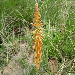 Kniphofia angustifolia