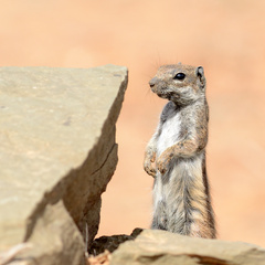 Atlantoxerus getulus