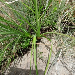 Kniphofia angustifolia