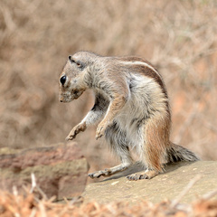 Atlantoxerus getulus