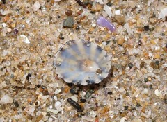 Scutellastra peronii