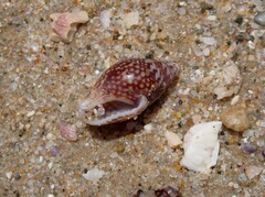 Pardalinops testudinaria
