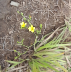 Linum thunbergii