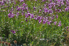 Chamaenerion fleischeri