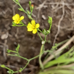Linum thunbergii