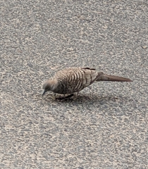 Geopelia striata