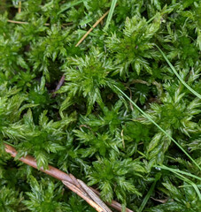 Sphagnum inundatum