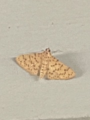 Conogethes
