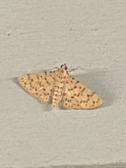 Conogethes