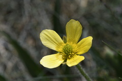 Ranunculus graniticola