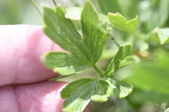 Ranunculus graniticola