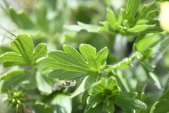 Ranunculus graniticola