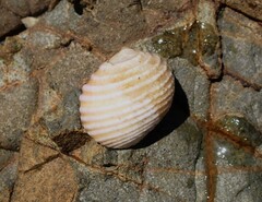 Nerita plicata