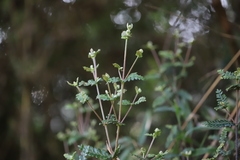 Weinmannia tomentosa