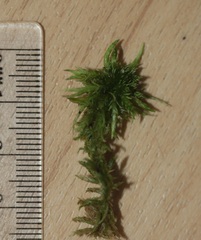 Sphagnum inundatum