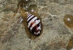 Engina zonalis