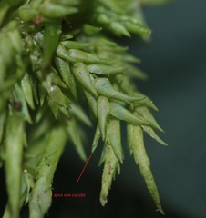 Sphagnum inundatum