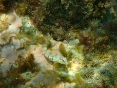 Microlipophrys dalmatinus