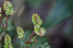 Weinmannia tomentosa