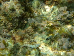 Microlipophrys dalmatinus