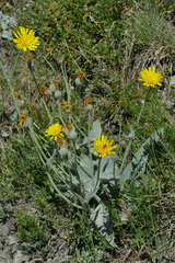 Hieracium tomentosum