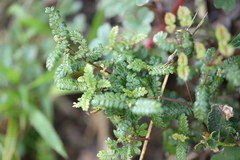Weinmannia tomentosa