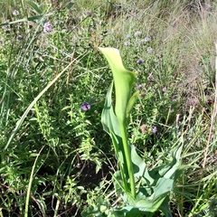 Zantedeschia albomaculata
