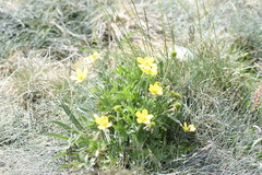 Ranunculus graniticola