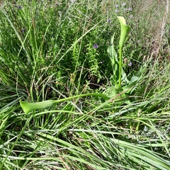 Zantedeschia albomaculata