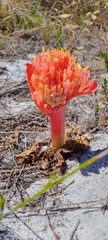 Haemanthus sanguineus