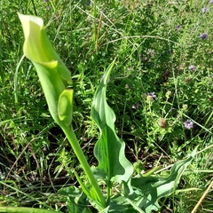 Zantedeschia albomaculata