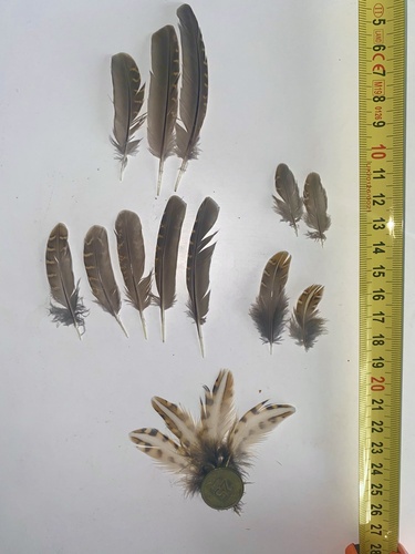 Plume de Caille des blés