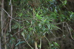 Chusquea scandens