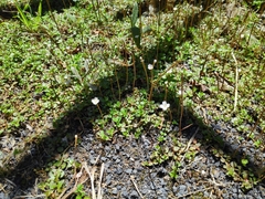 Epilobium brunnescens