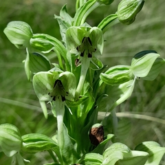 Habenaria epipactidea