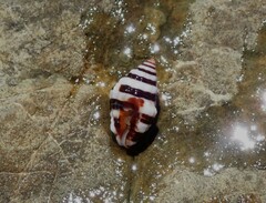 Engina zonalis