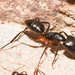 Camponotus wellmani rufipartis - Photo (c) Thijs Valkenburg, algunos derechos reservados (CC BY-NC), subido por Thijs Valkenburg
