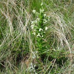 Habenaria epipactidea