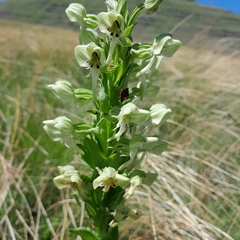 Habenaria epipactidea