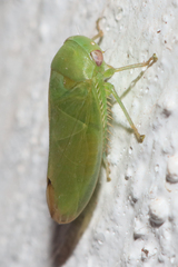 Batracomorphus