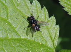Phania funesta