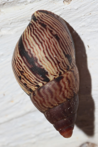Limicolaria martensiana