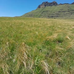 Habenaria epipactidea