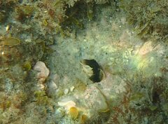 Microlipophrys dalmatinus