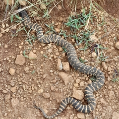 Hemachatus haemachatus