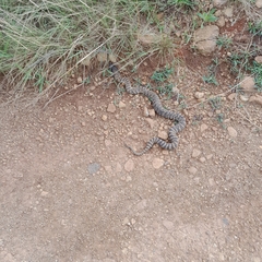 Hemachatus haemachatus