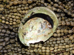 Haliotis rubra