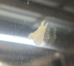 Trichiocercus sparshalli