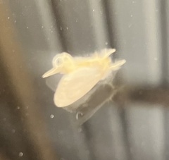 Trichiocercus sparshalli