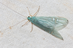 Polymorphanisus elisabethae